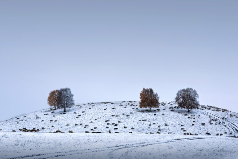 Pasture in Winter